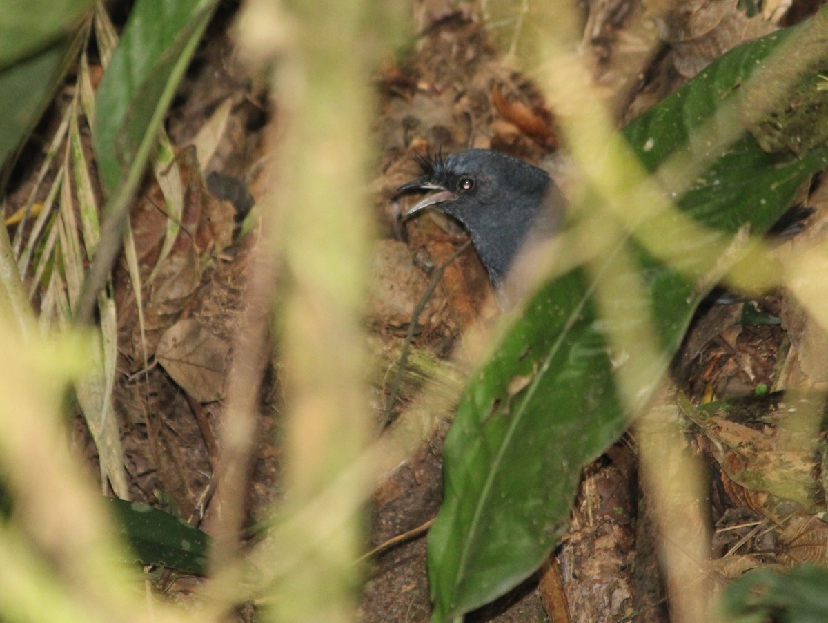 Slaty Bristlefront - ML624216764