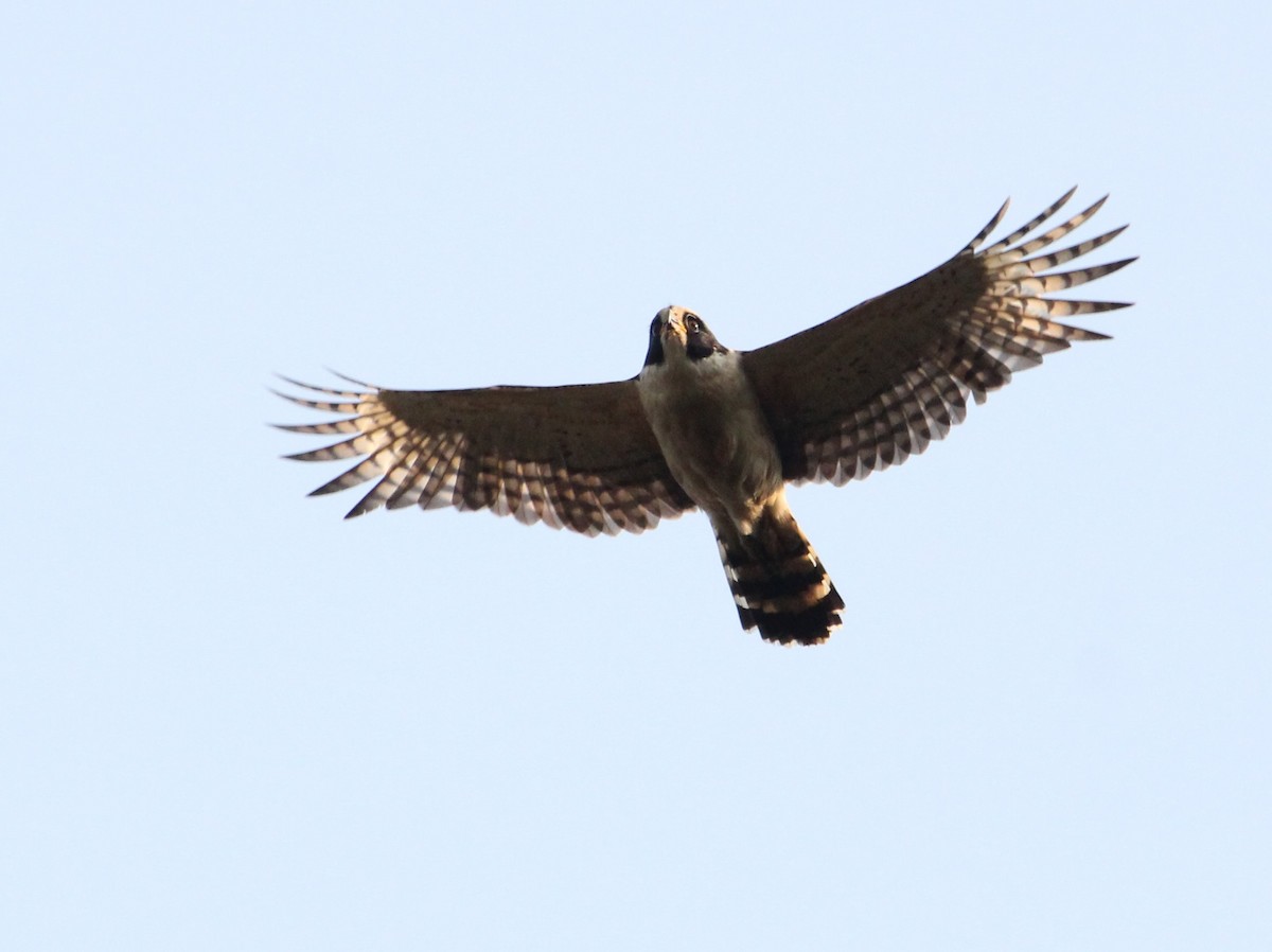 Laughing Falcon - ML624216766