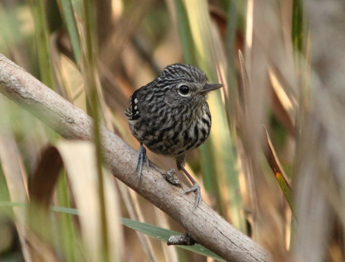 Dusky-tailed Antbird - ML624216767