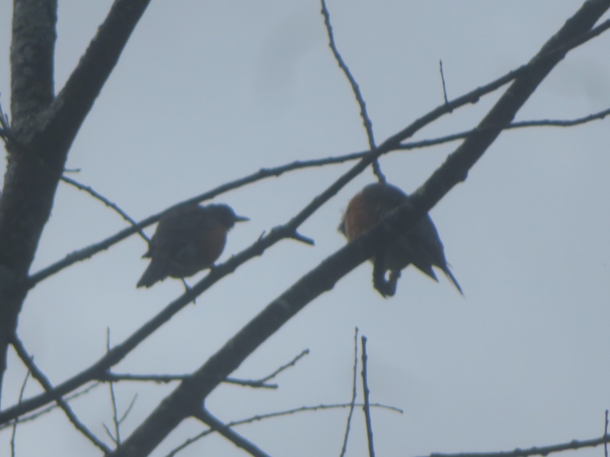 American Robin - ML624216768