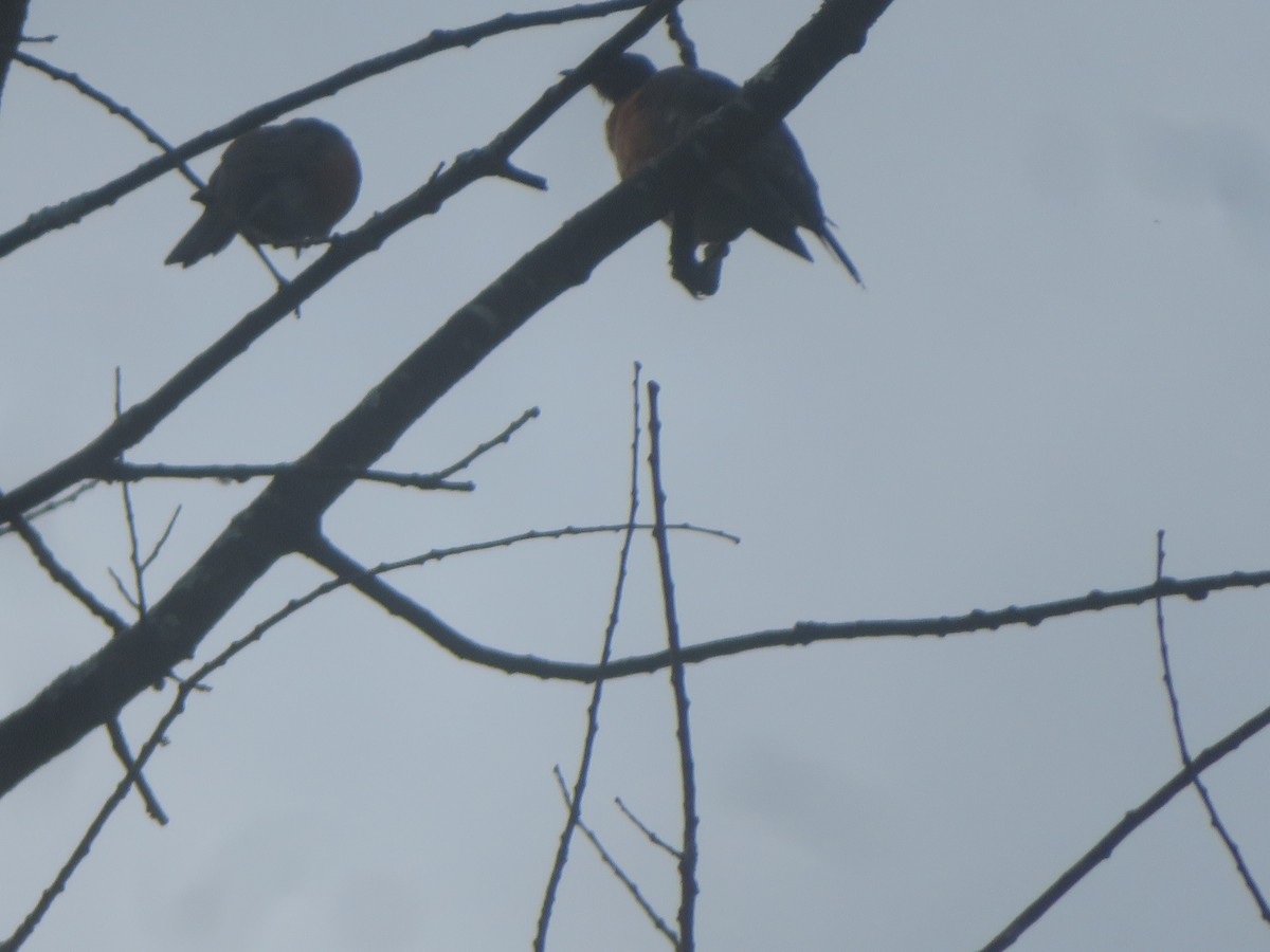 American Robin - ML624216769