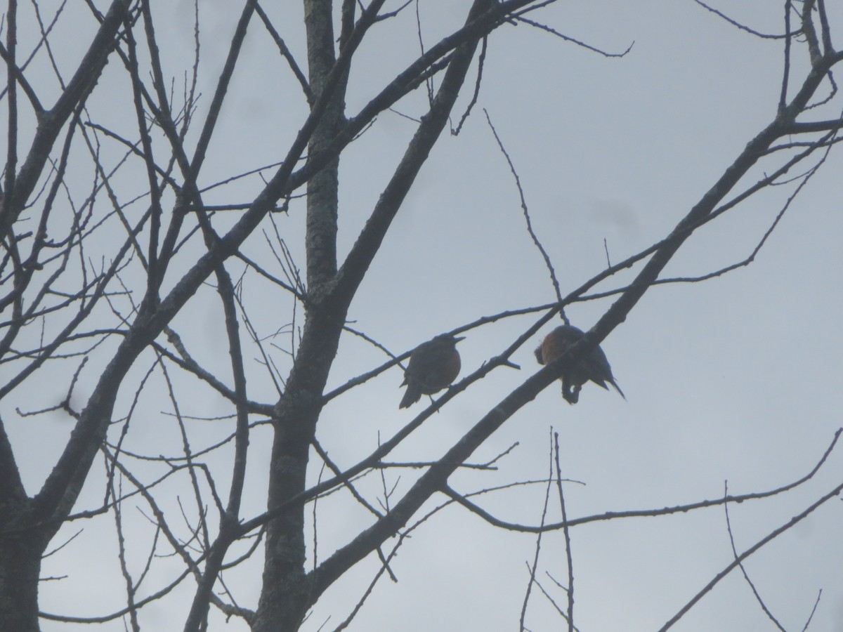 American Robin - ML624216770