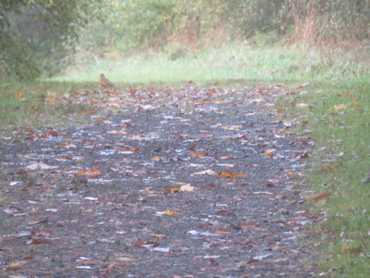 American Robin - ML624216771