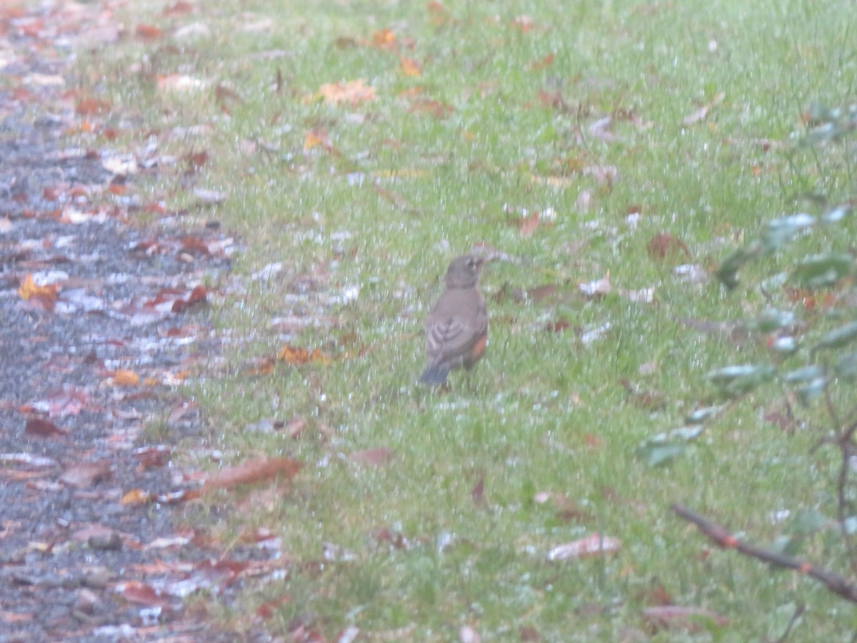 American Robin - ML624216772