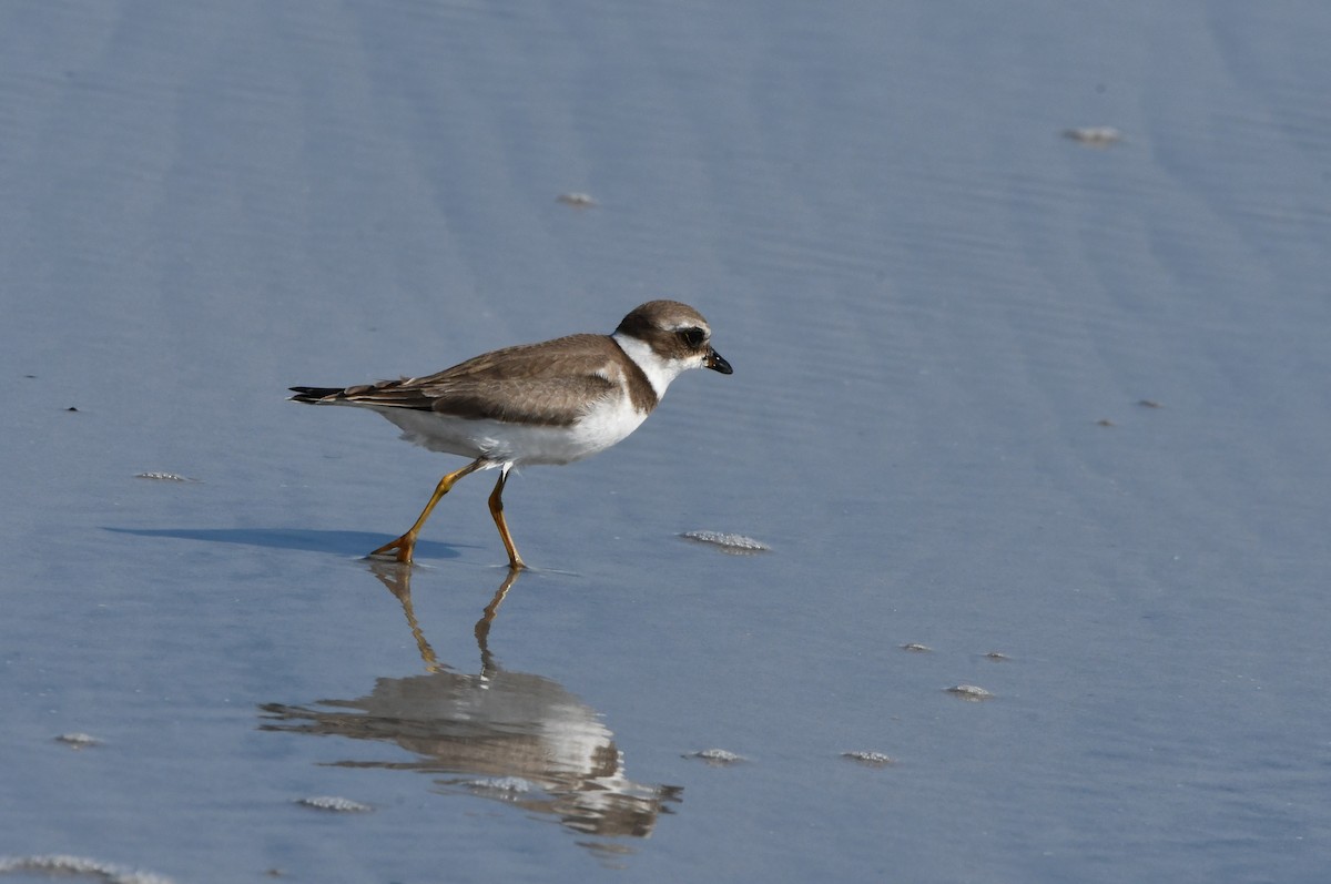 Semipalmated Plover - ML624216773