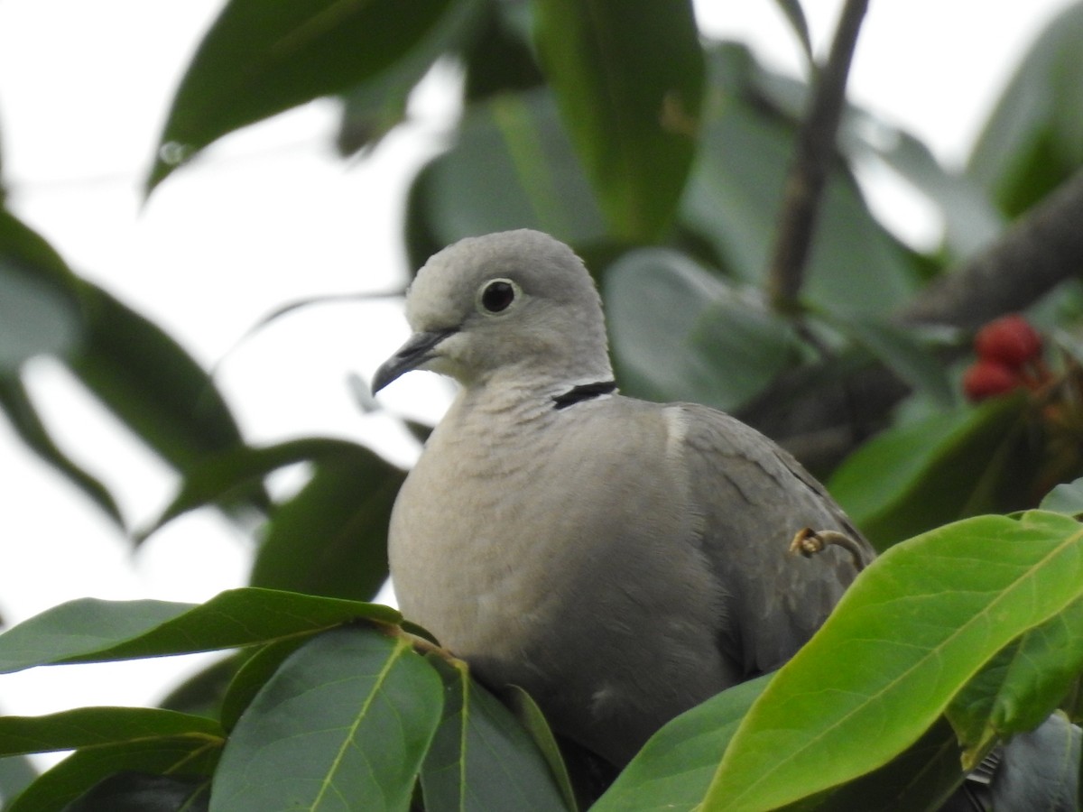 Eurasian Collared-Dove - ML624216774