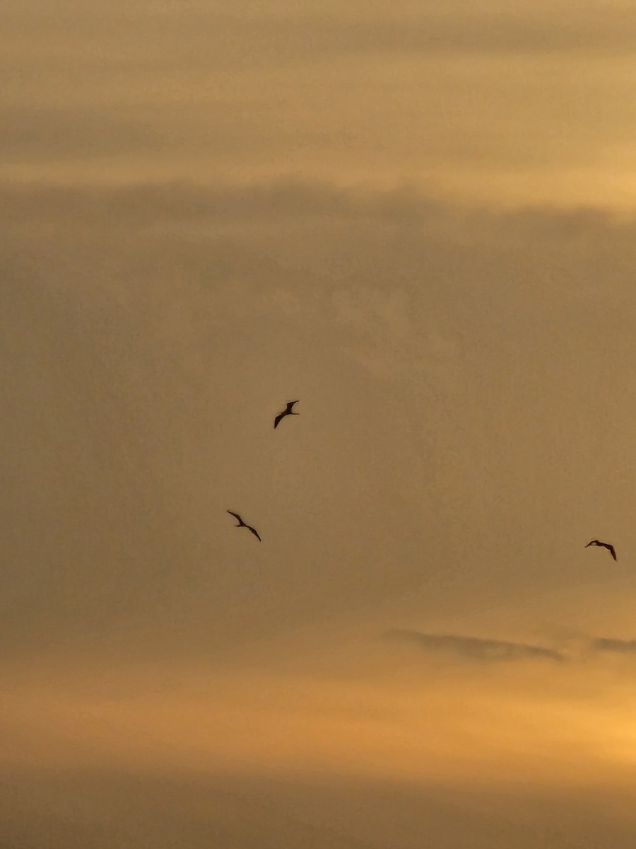 Magnificent Frigatebird - ML624216775