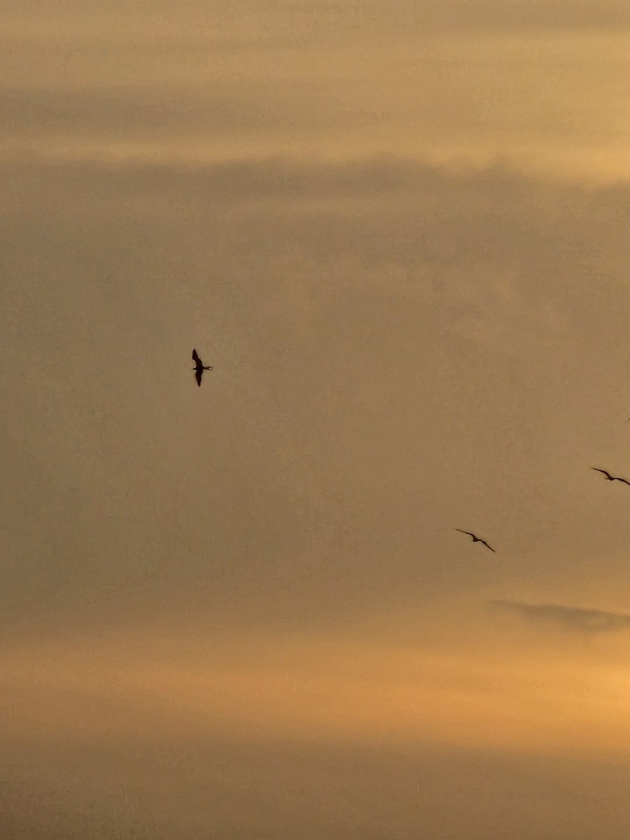 Magnificent Frigatebird - ML624216776