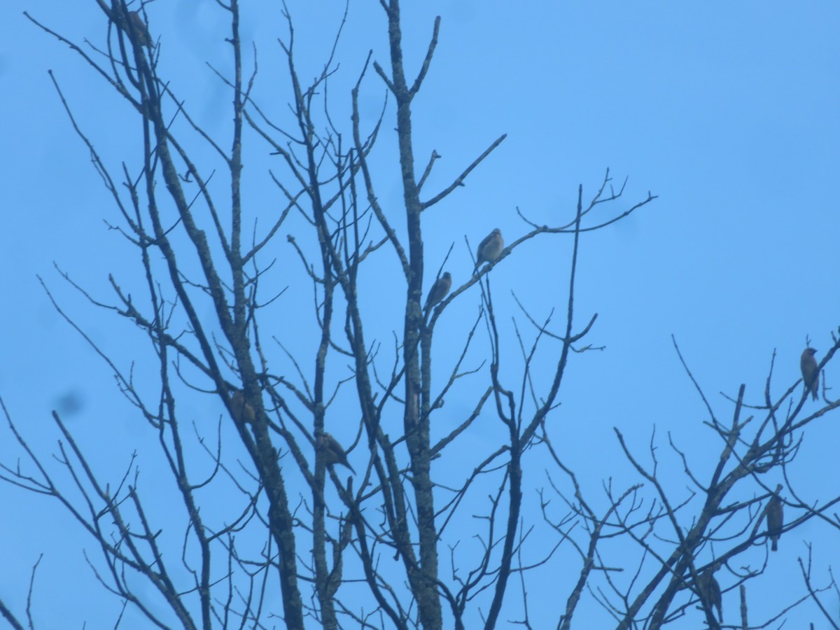 Cedar Waxwing - ML624216780