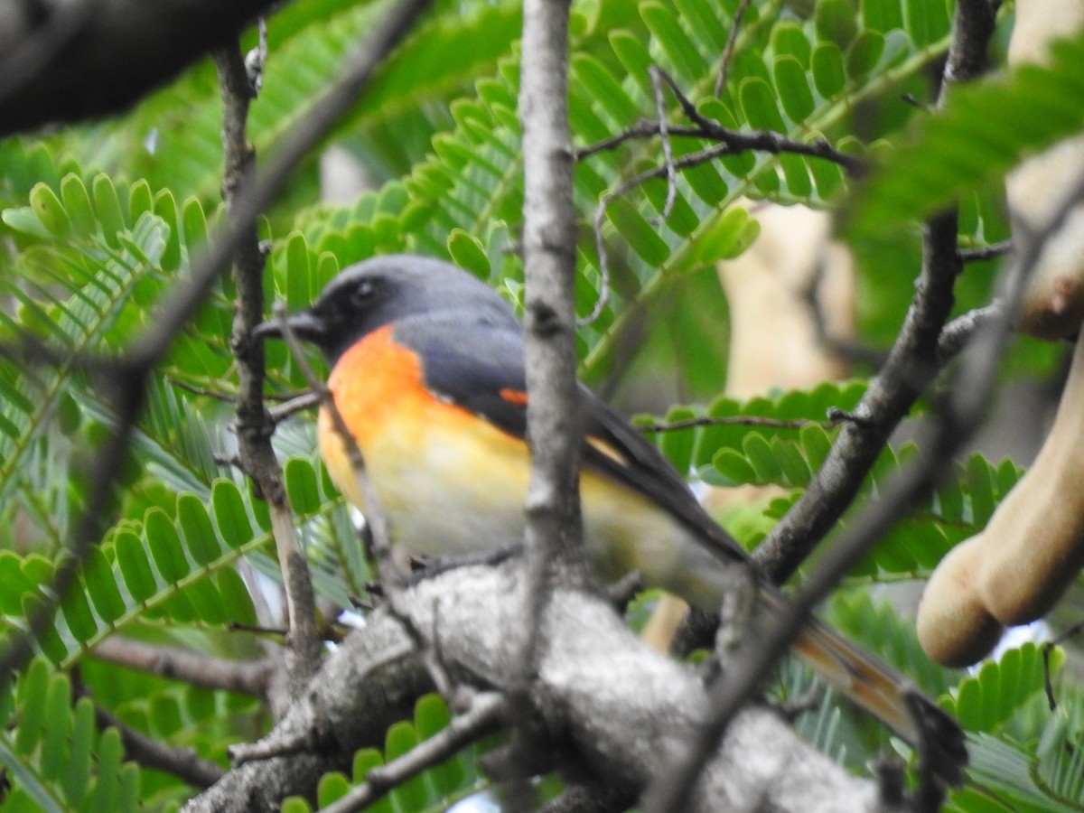 Small Minivet - ML624216781