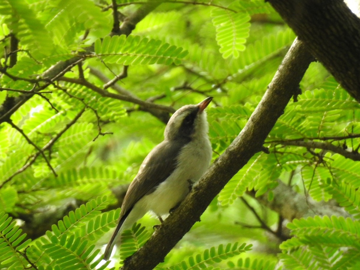 Common Woodshrike - Mallikarjuna Agrahar