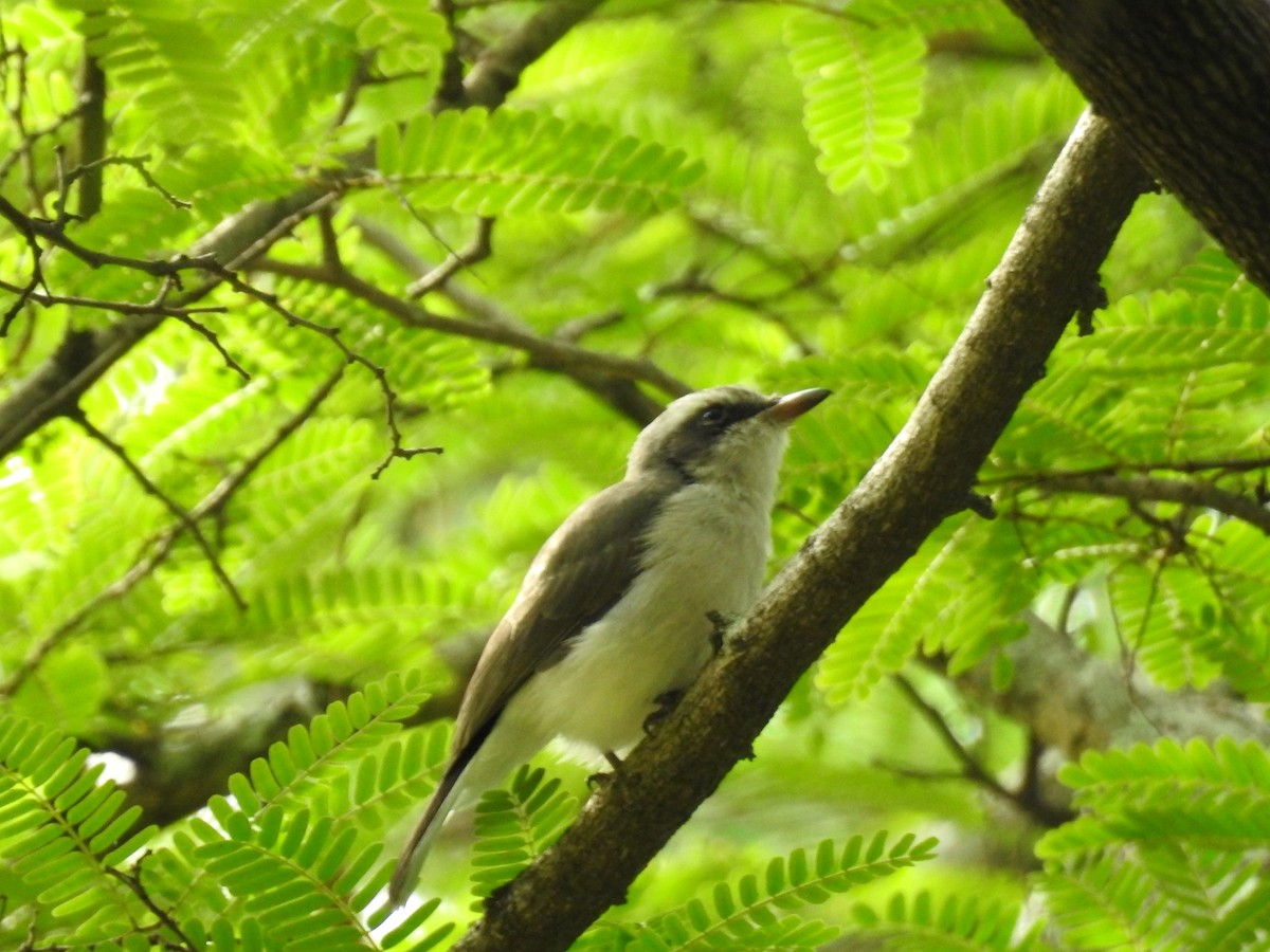 Common Woodshrike - ML624216784