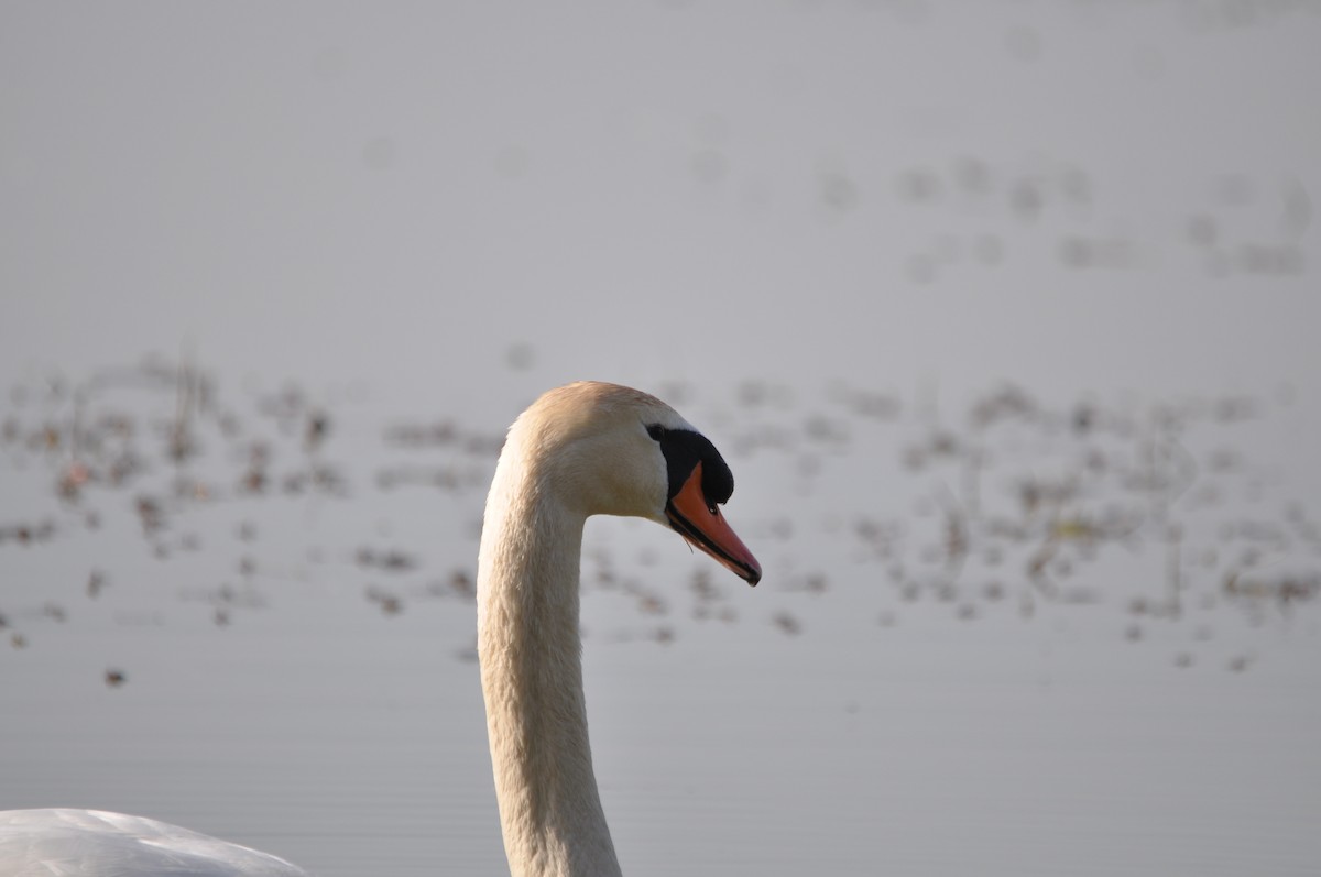 Mute Swan - ML624216785