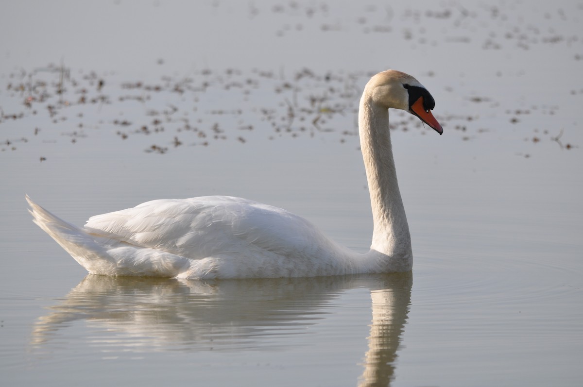 Mute Swan - ML624216786