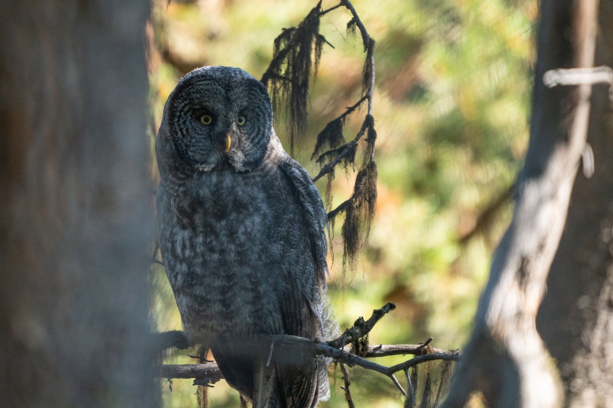 Great Gray Owl - ML624216787