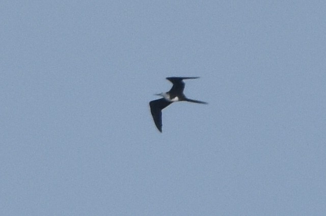 Magnificent Frigatebird - ML624216789