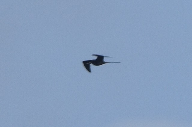 Magnificent Frigatebird - ML624216790