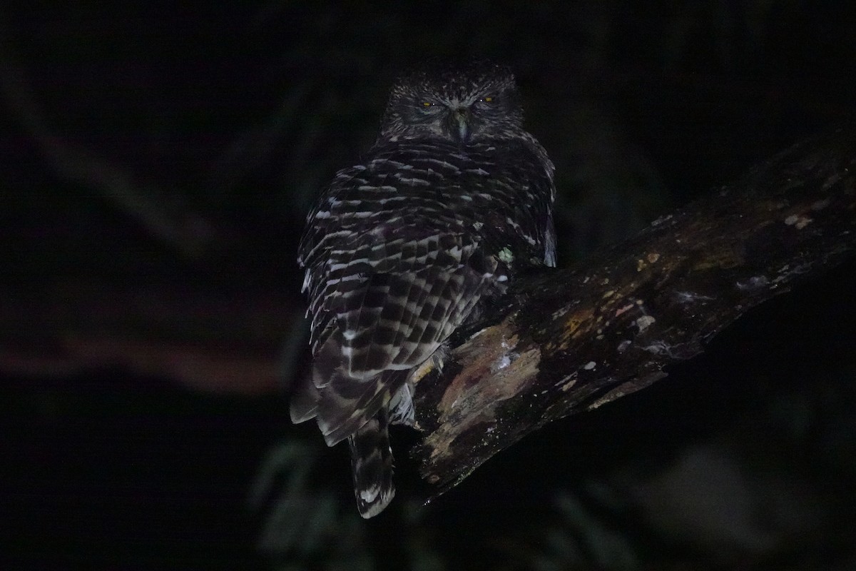 Powerful Owl - ML624216792