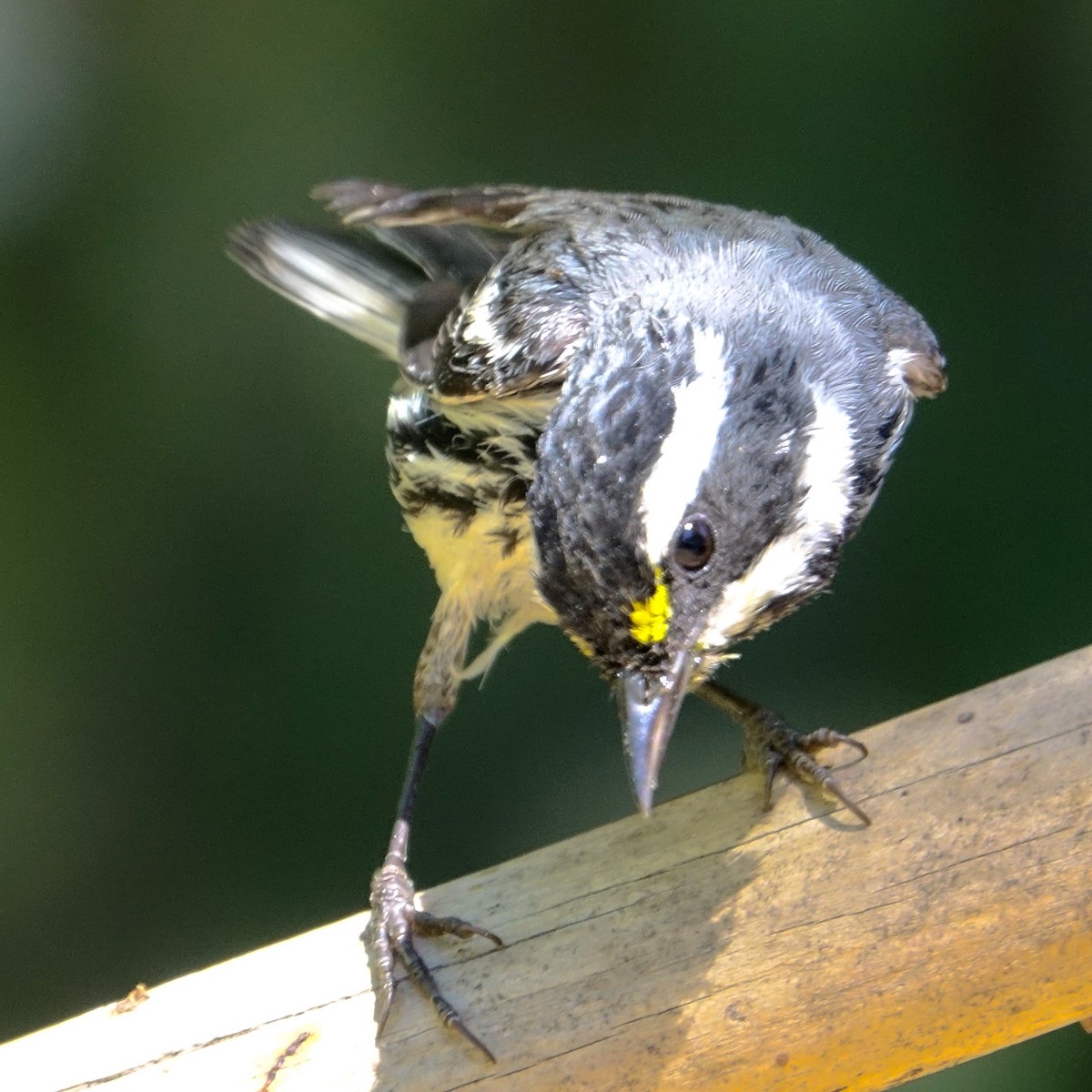 Black-throated Gray Warbler - ML624216793