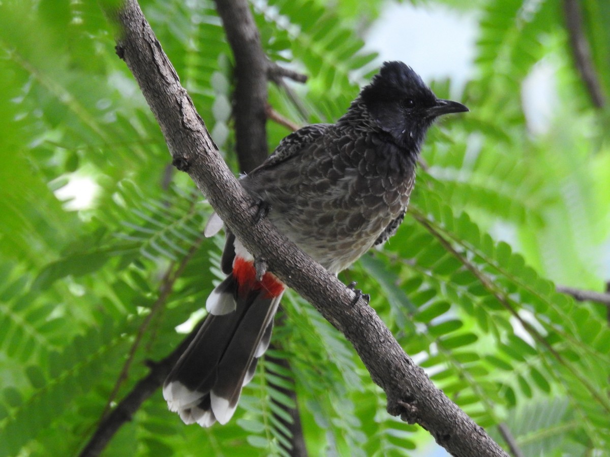 Red-vented Bulbul - Mallikarjuna Agrahar