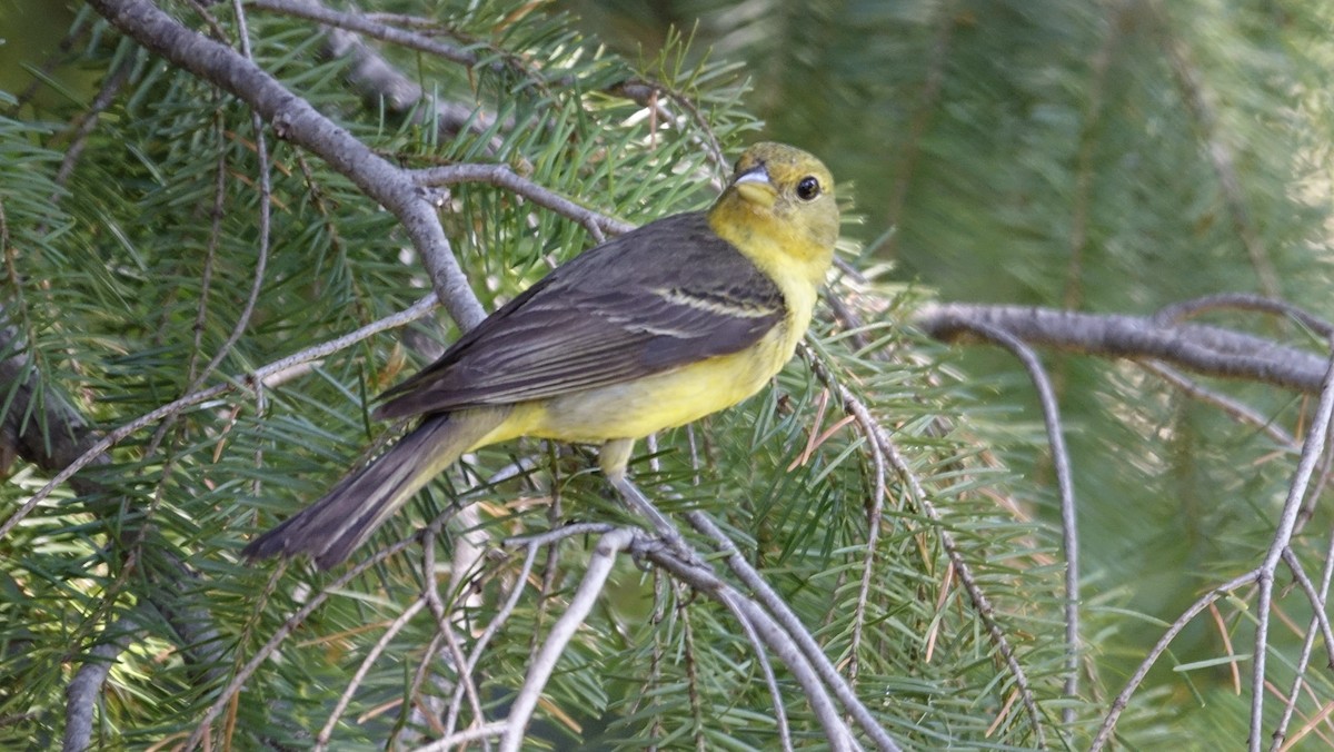 Western Tanager - ML624216795