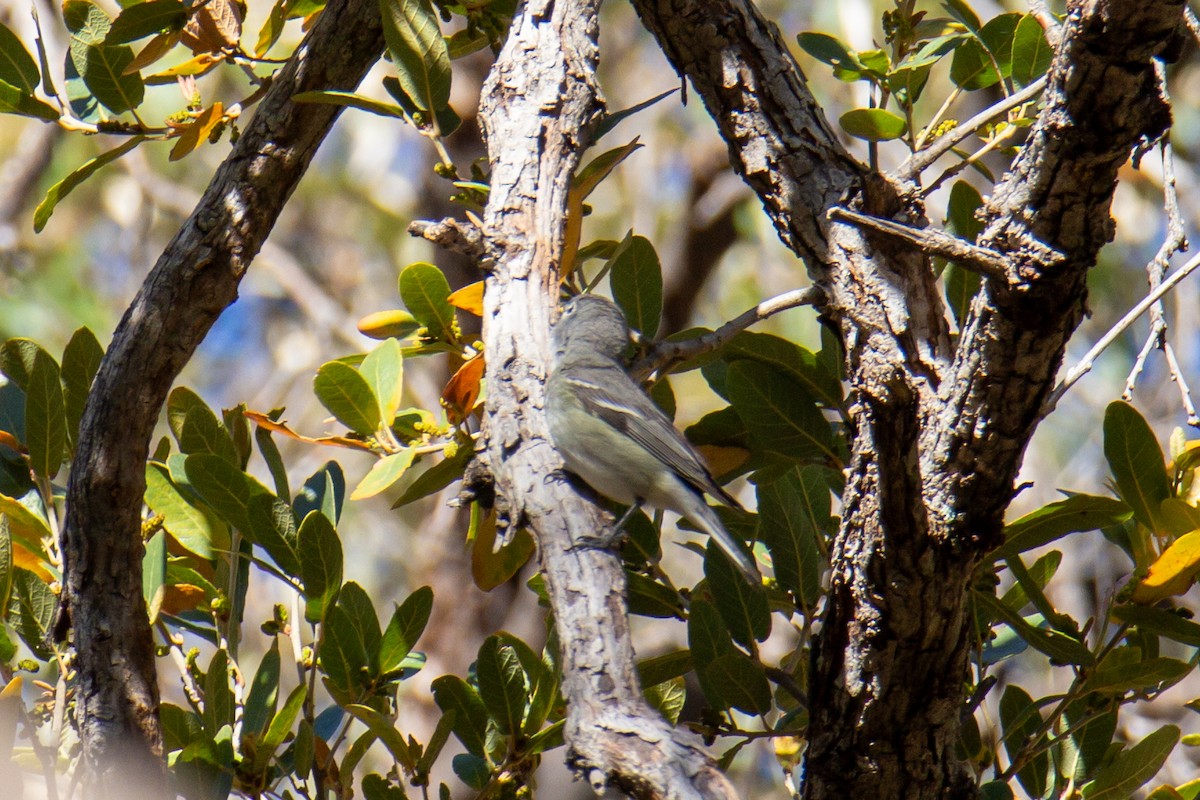 Cassin's Vireo - ML624216799