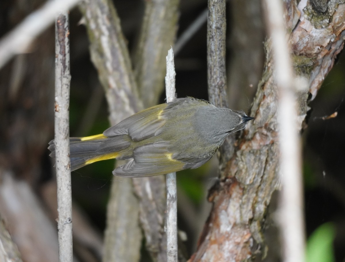 American Redstart - ML624216800