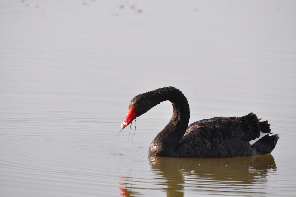 Black Swan - ML624216801