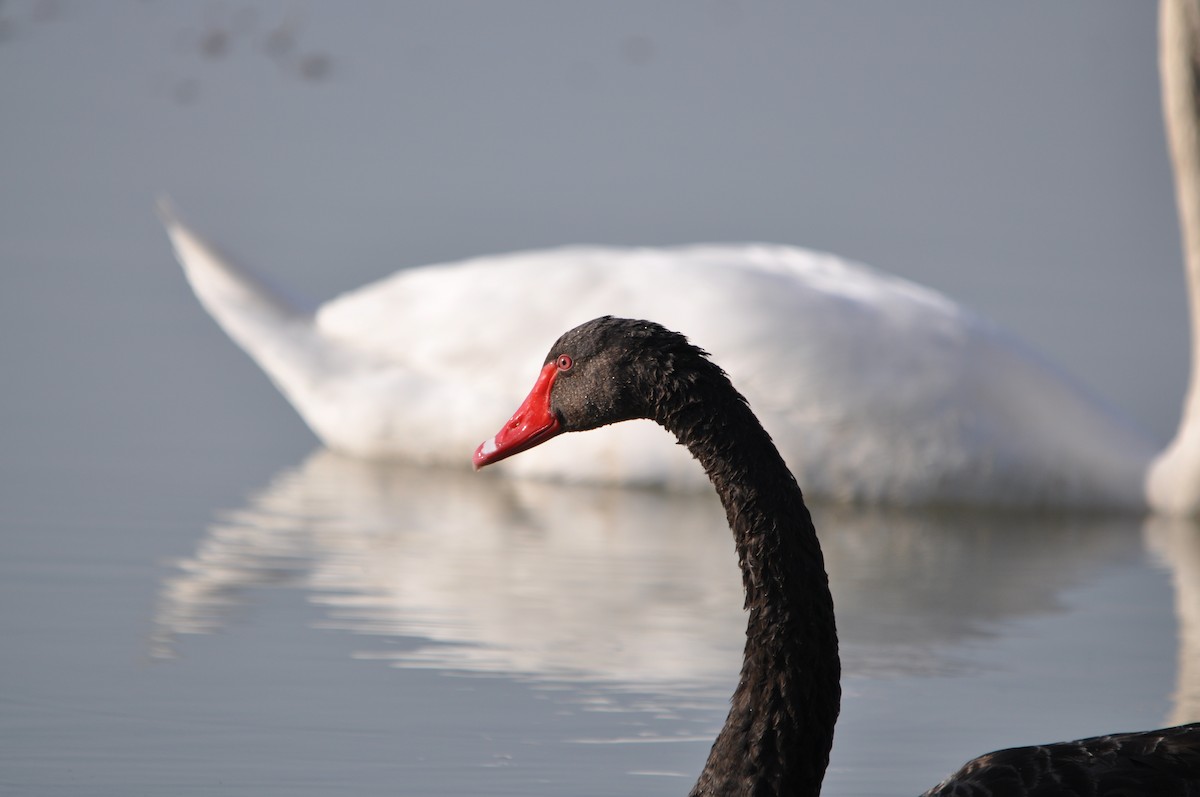 Black Swan - Samuel Hilaire