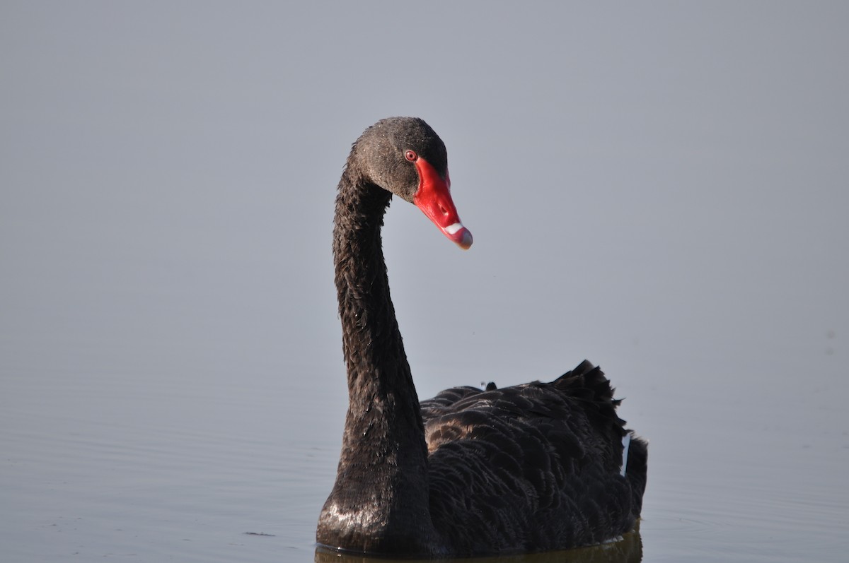 Black Swan - ML624216803