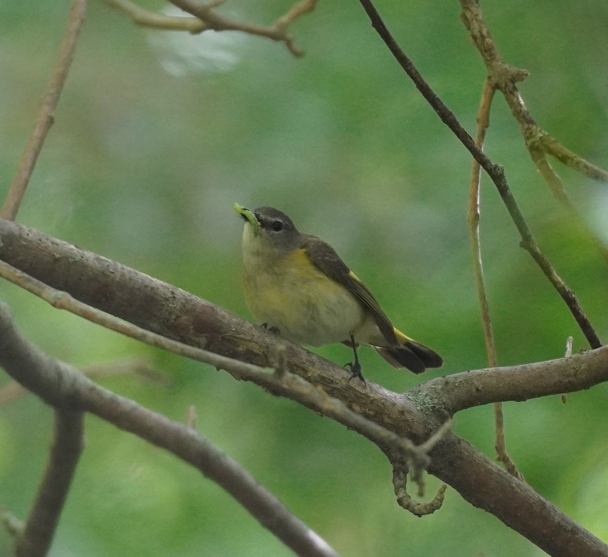 American Redstart - ML624216804