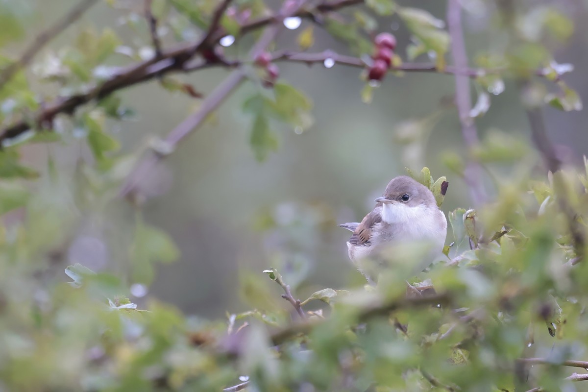 Greater Whitethroat - ML624216805