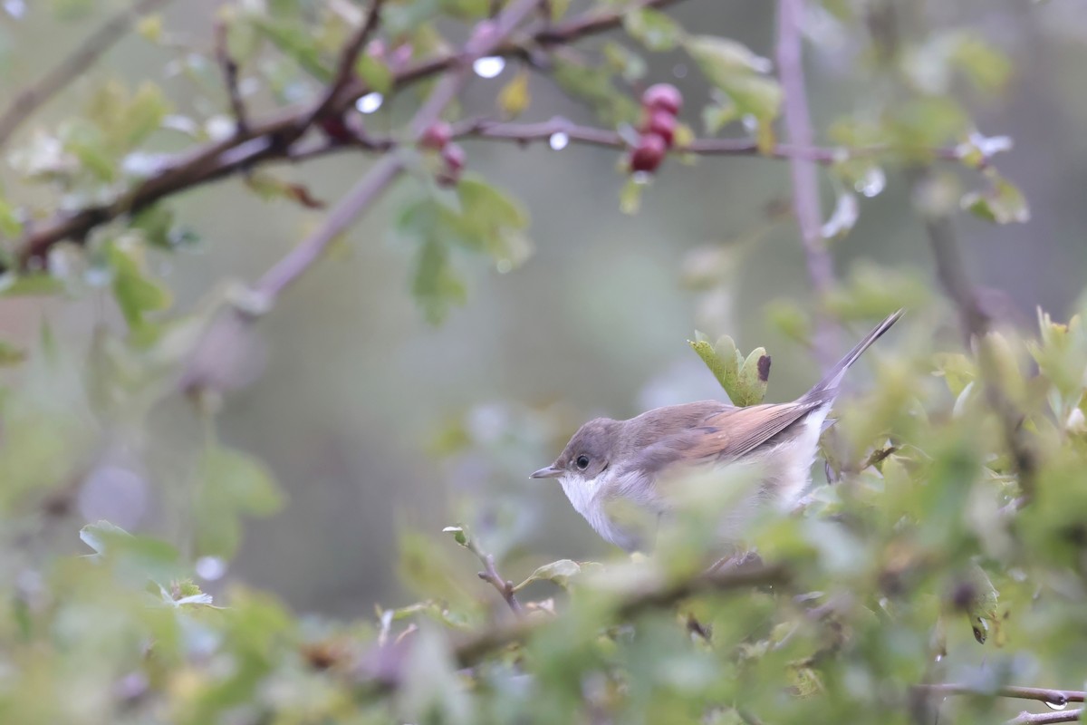 Greater Whitethroat - Daniel Branch