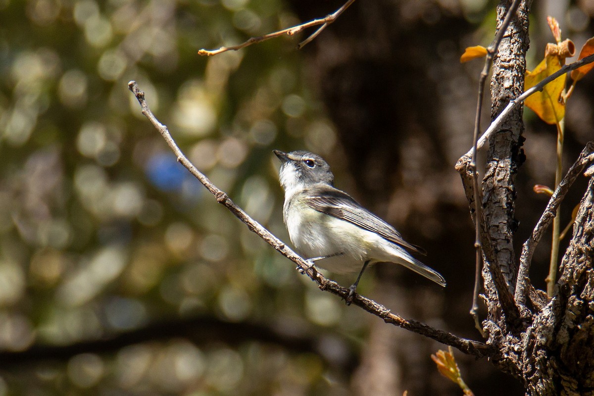 Plumbeous Vireo - ML624216807