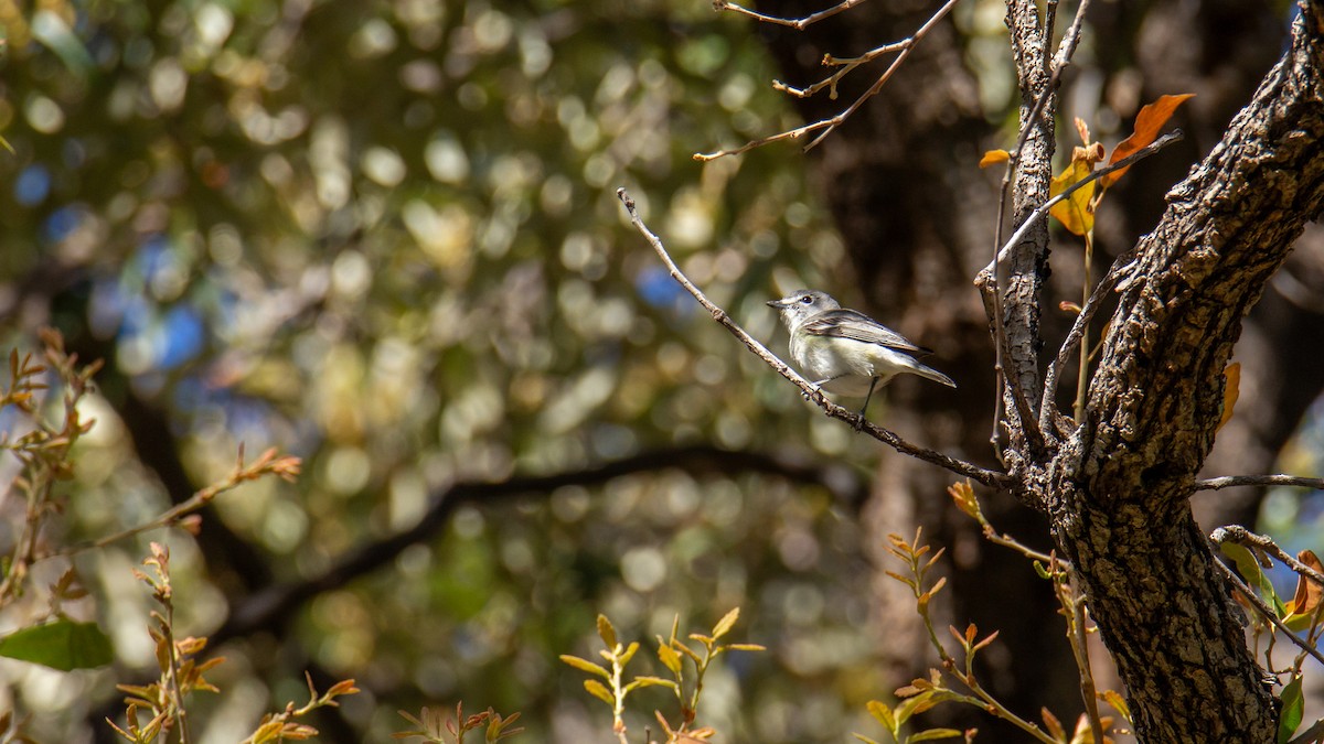 Plumbeous Vireo - ML624216808