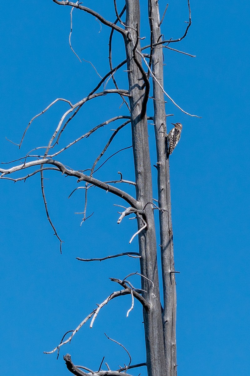 Red-naped Sapsucker - ML624216809