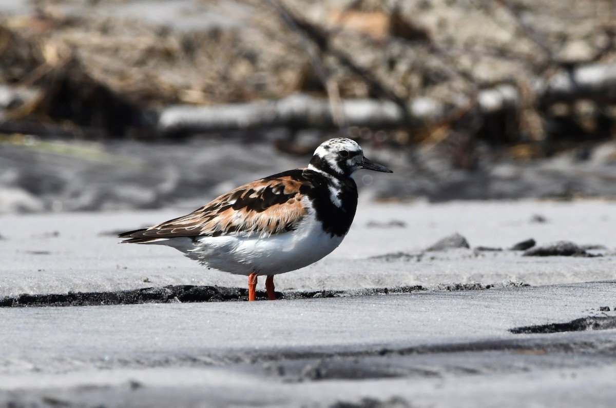 Ruddy Turnstone - ML624216810