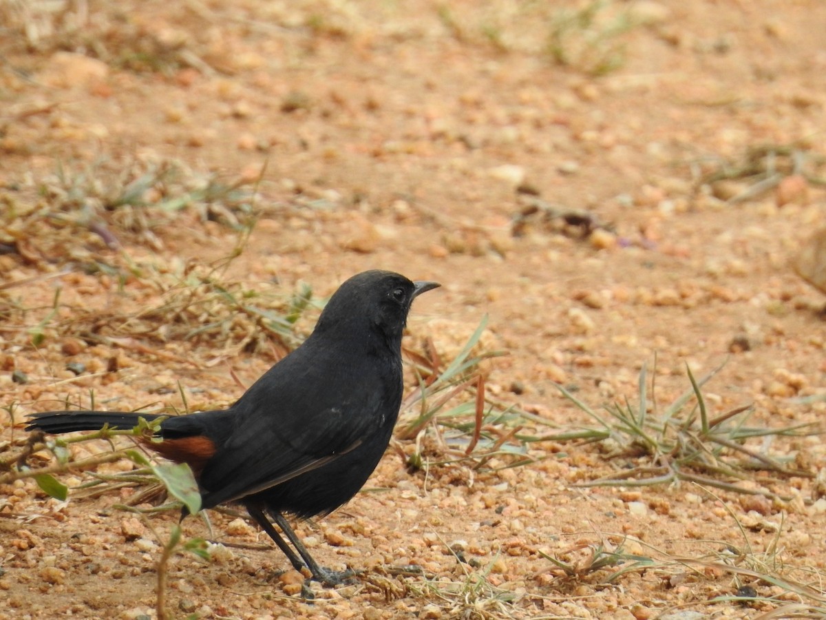 Indian Robin - ML624216812