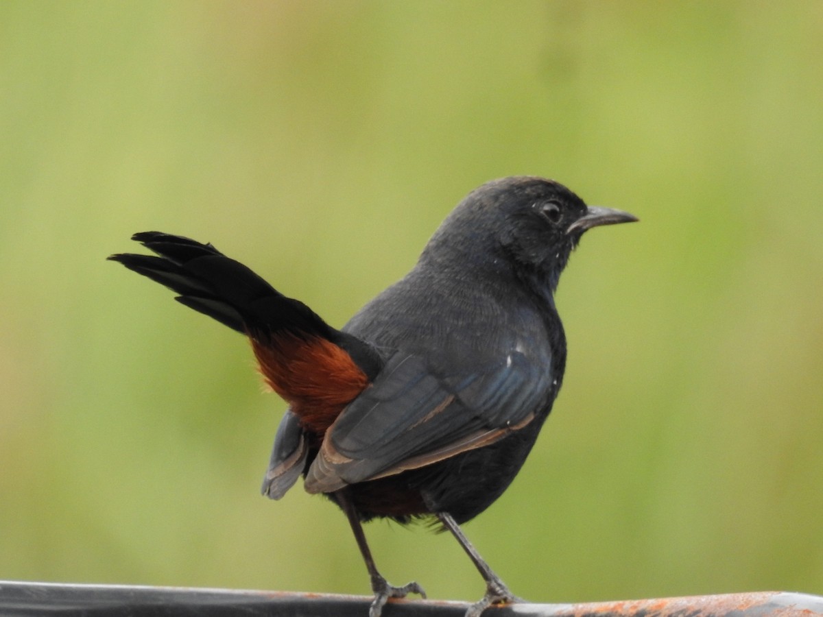 Indian Robin - ML624216813