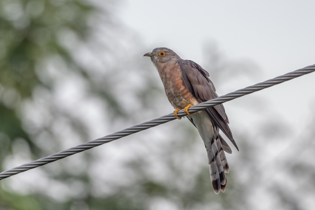 Common Hawk-Cuckoo - ML624216825