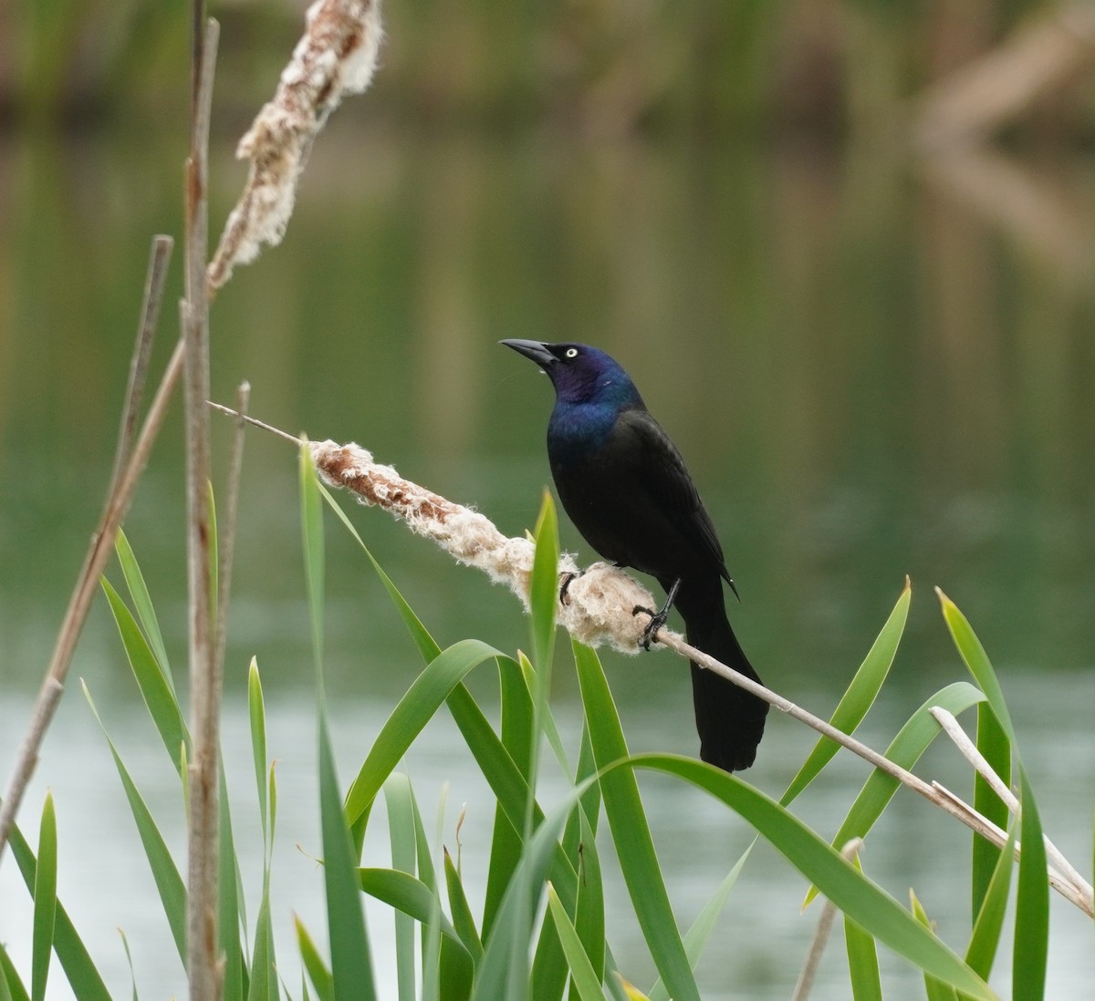 Common Grackle - ML624216828