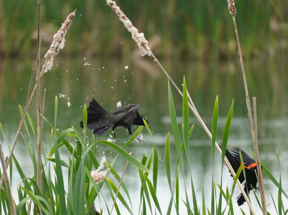 Common Grackle - ML624216830