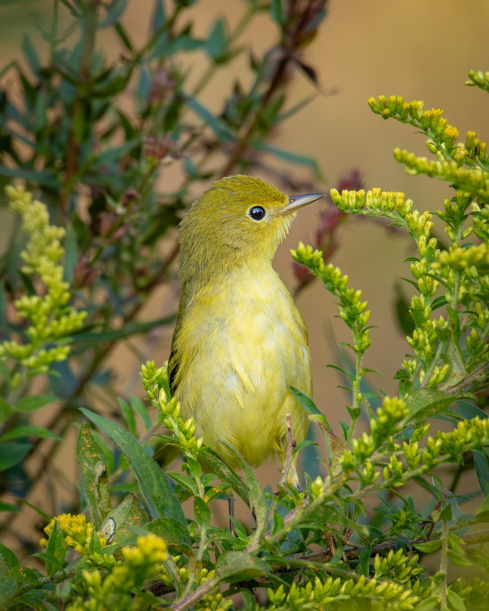 Yellow Warbler - Alton Spencer