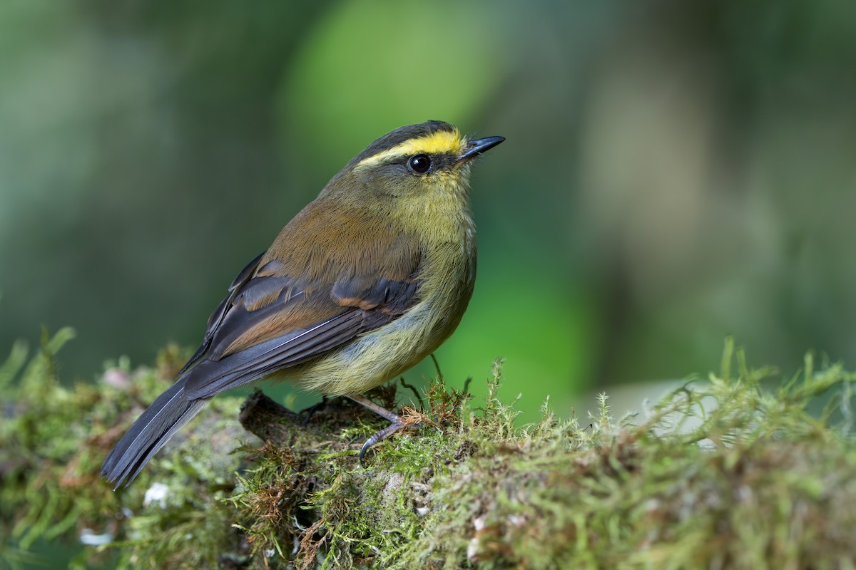 Yellow-bellied Chat-Tyrant - Marc Kramer (Birding by Bus)