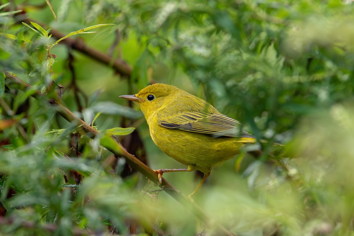 Yellow Warbler - ML624216840