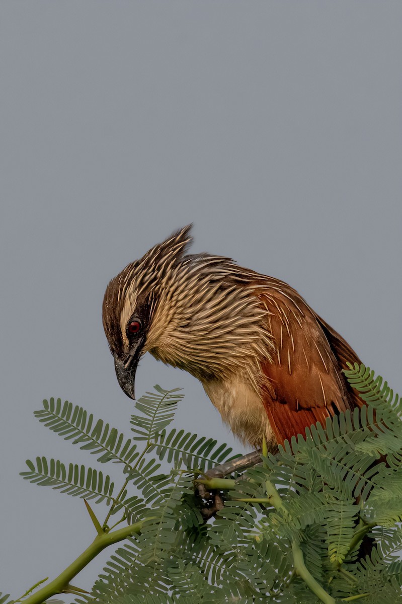 White-browed Coucal - ML624216841