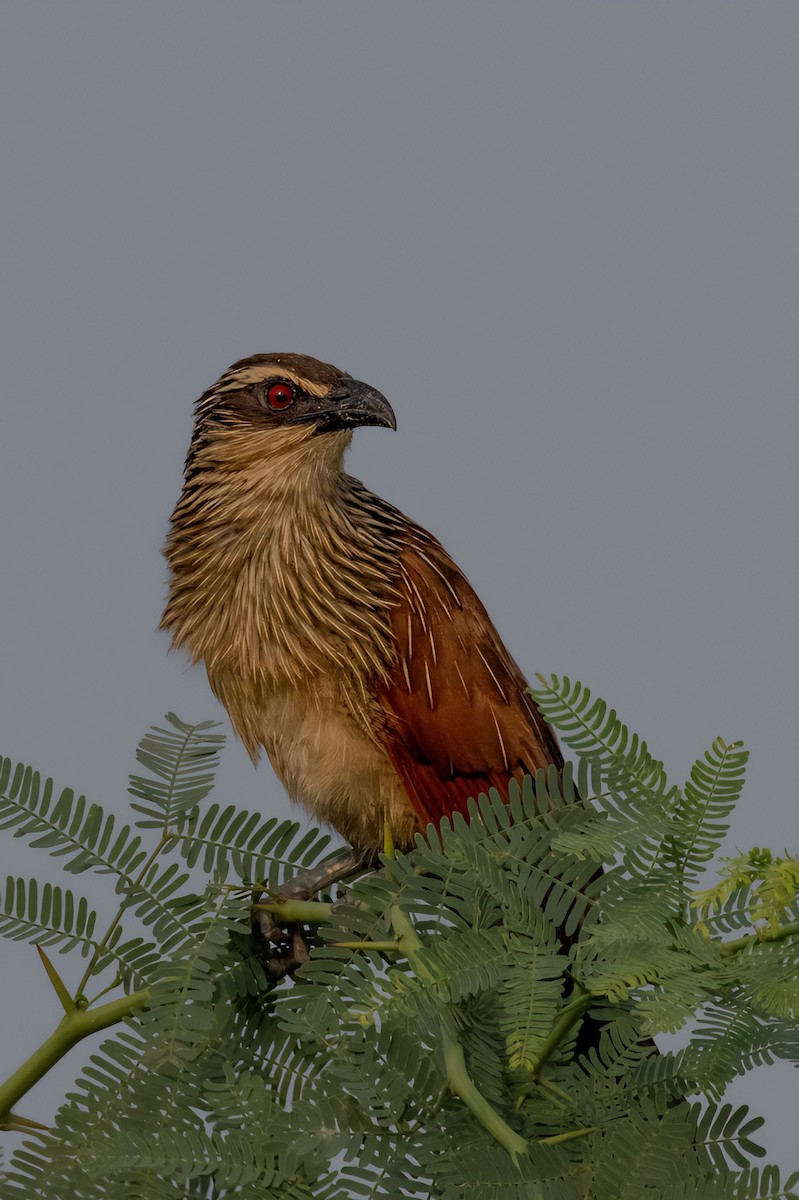 White-browed Coucal - ML624216842