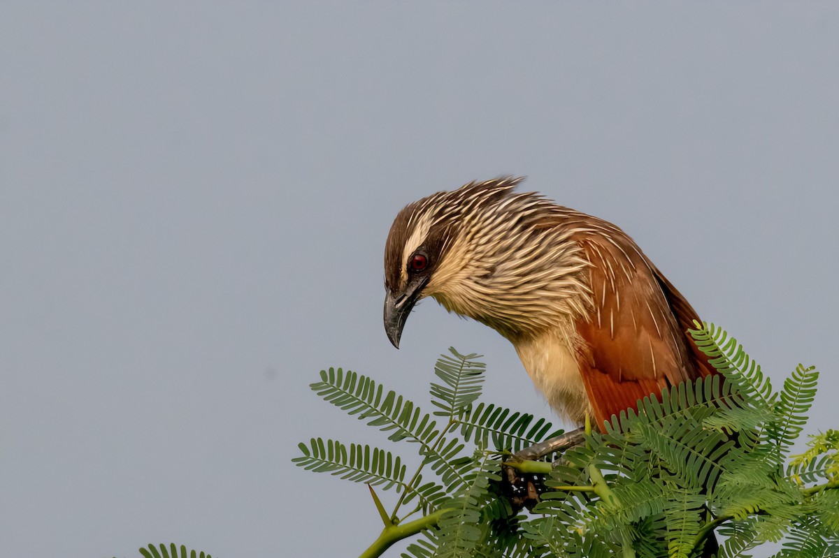 White-browed Coucal - ML624216843