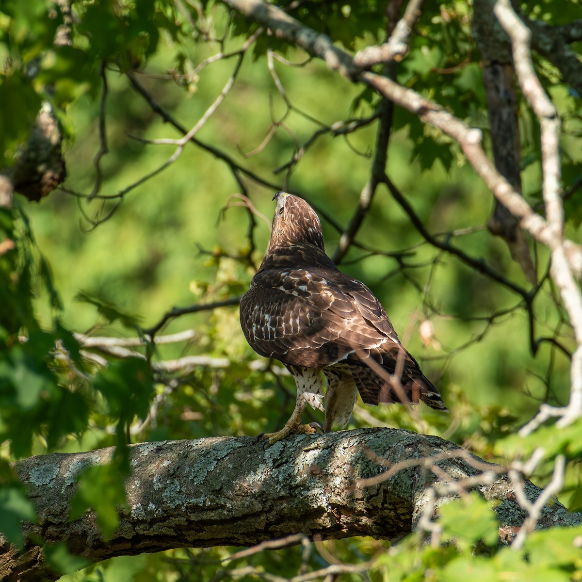 Red-tailed Hawk - ML624216845