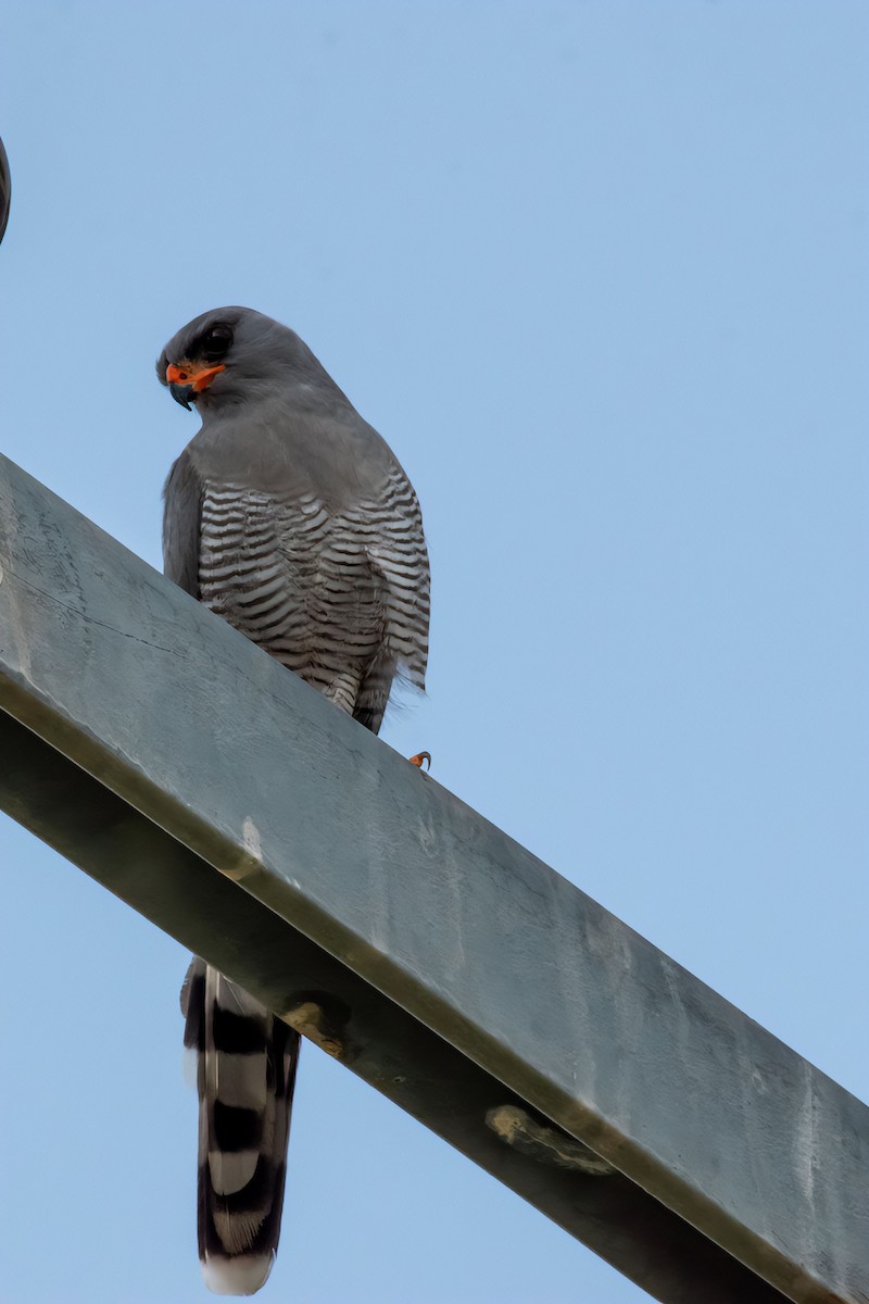 Gabar Goshawk - ML624216846